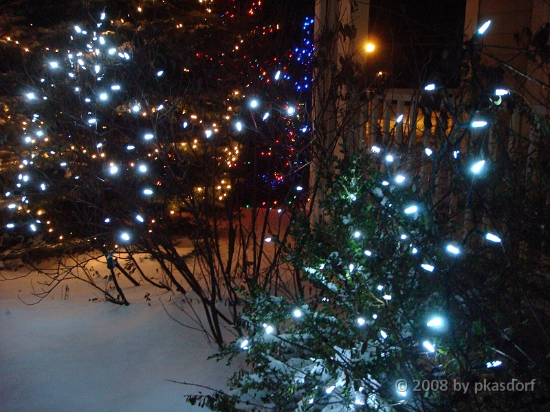 028 A2 Snowfall & Trees [2008 Dec 20].JPG - Our Christmas Trees for 2008.